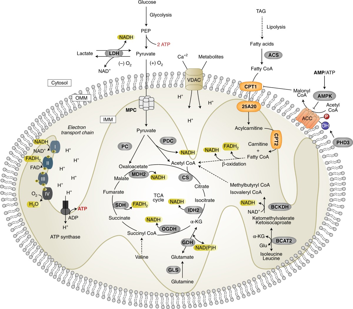 Metabolic Fitness as a Limiting Factor in CAR-NK Therapy